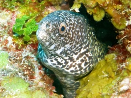 38 Spotted Moray Eel IMG 3202